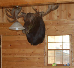 Moose In Cabin