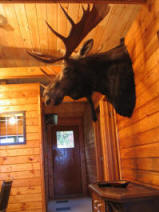 Moose in Cabin