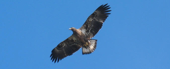Golden Eagle