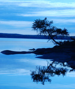 Quiet Evening on Sydney Lake - Tree Reflecting in Lake