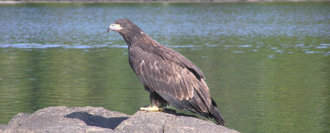 Eagle