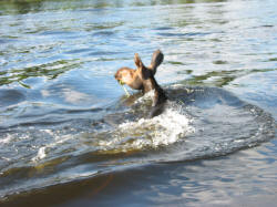 Sturgeon River Wildlife