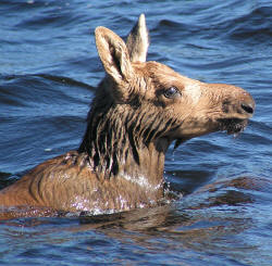 Moose