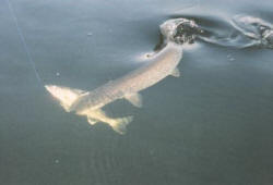 Walleye Attacked by Big Pike - Best Fishing in Canada
