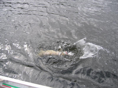 42 inch northern at the boat.