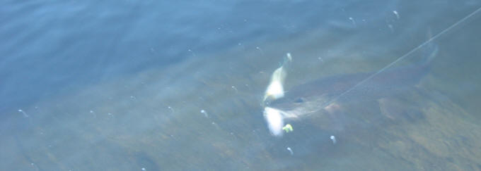 Fly In Fishing